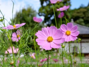 コスモス開花状況 散り始め 安倍文殊院