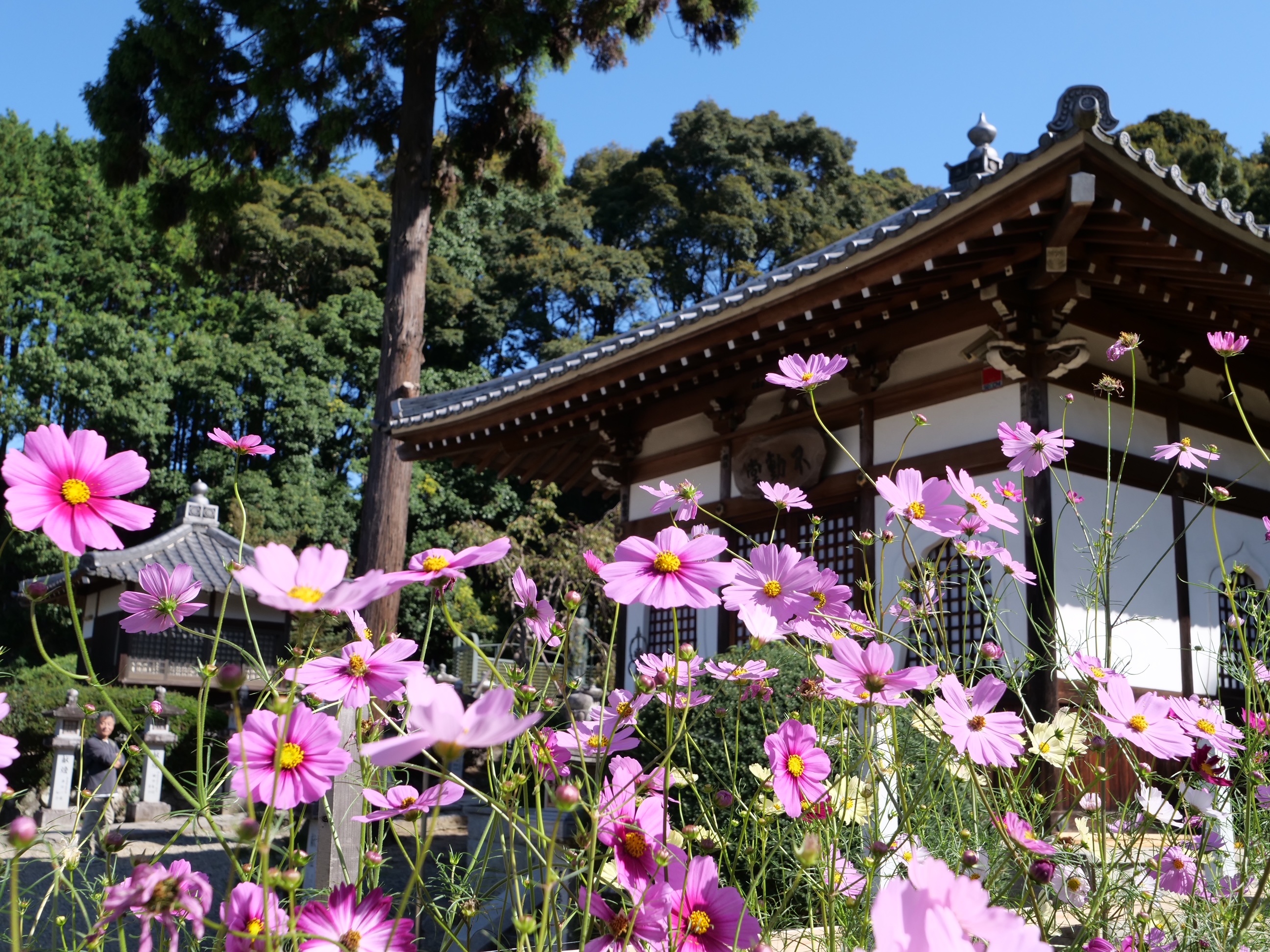 蓮花@プロフも見てくださいページ 7月12日蓮池公園の双頭蓮開花 | ふじさわ自然通信