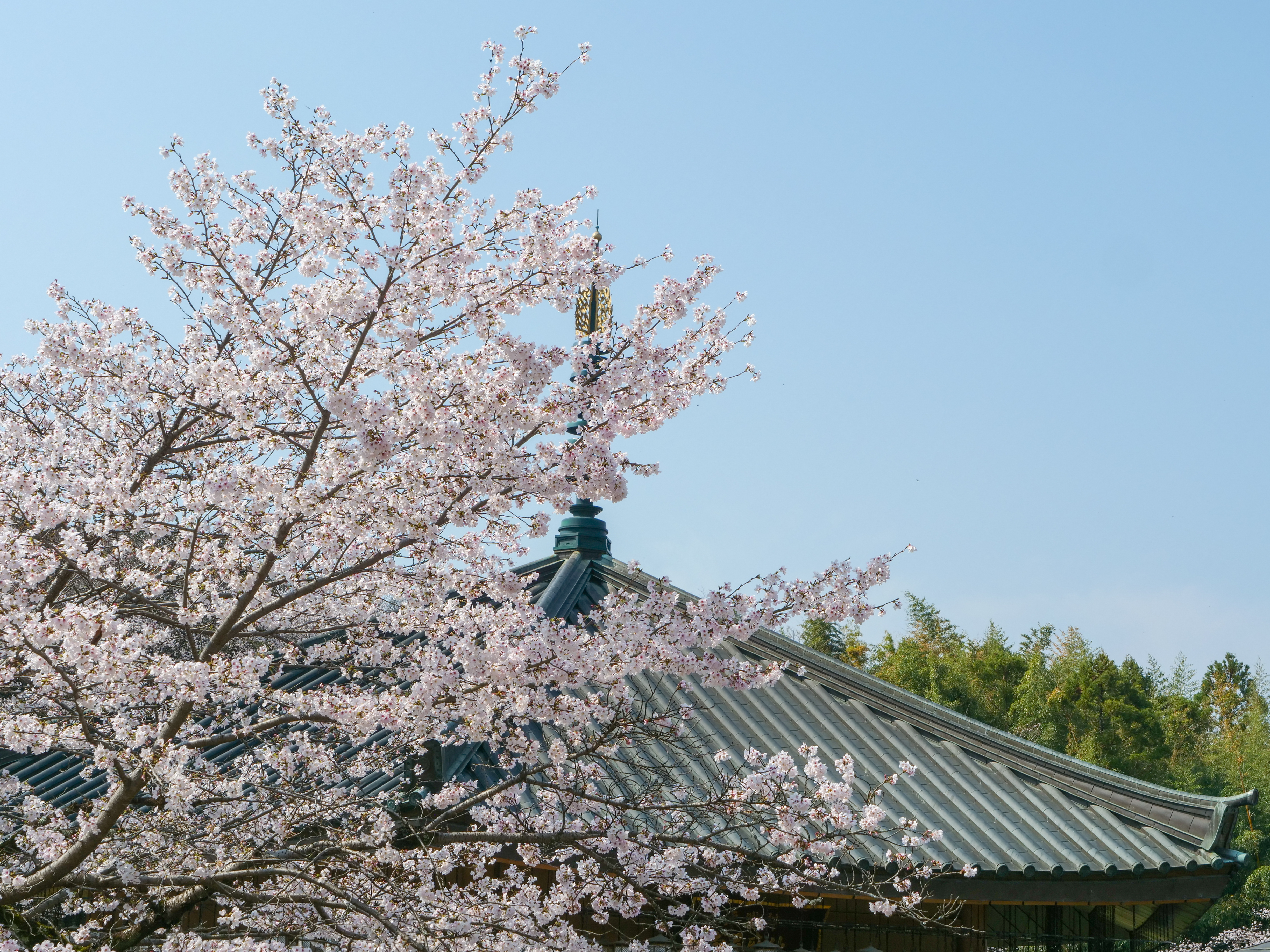 2026年 桜の開花状況・過去の桜 (動画) | 安倍文殊院